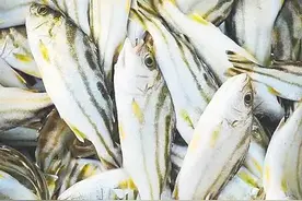 慢读｜海南“蓝色粮仓”里的鱼世界都藏着哪些秘密？图片