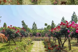 重庆西郊有座玫瑰岛，花期漫长，周边游必选图片