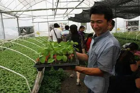 种植茄子嫁接技术及栽培方式图片