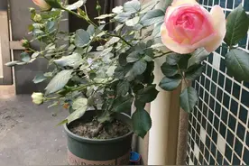 天狼家买的月季都开花了图片