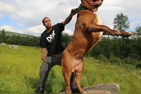 最大的“斗牛犬”浩克图片