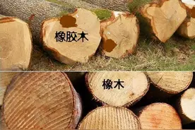 橡木与橡胶木仅1字之差！为何档次和价格有着天壤之别？3点原因图片