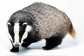 传说中的“人獾”“猪獾”“狗獾”图片