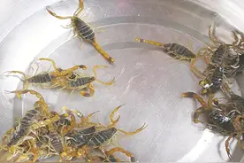 油炸蝎子，山东名小吃，香酥可口，味道鲜美图片