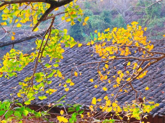 秋风吻尽银杏叶，艳遇醉美帽子峰