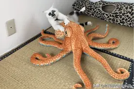 猫咪和它的奇怪朋友，猫：小样，还征服不了你图片