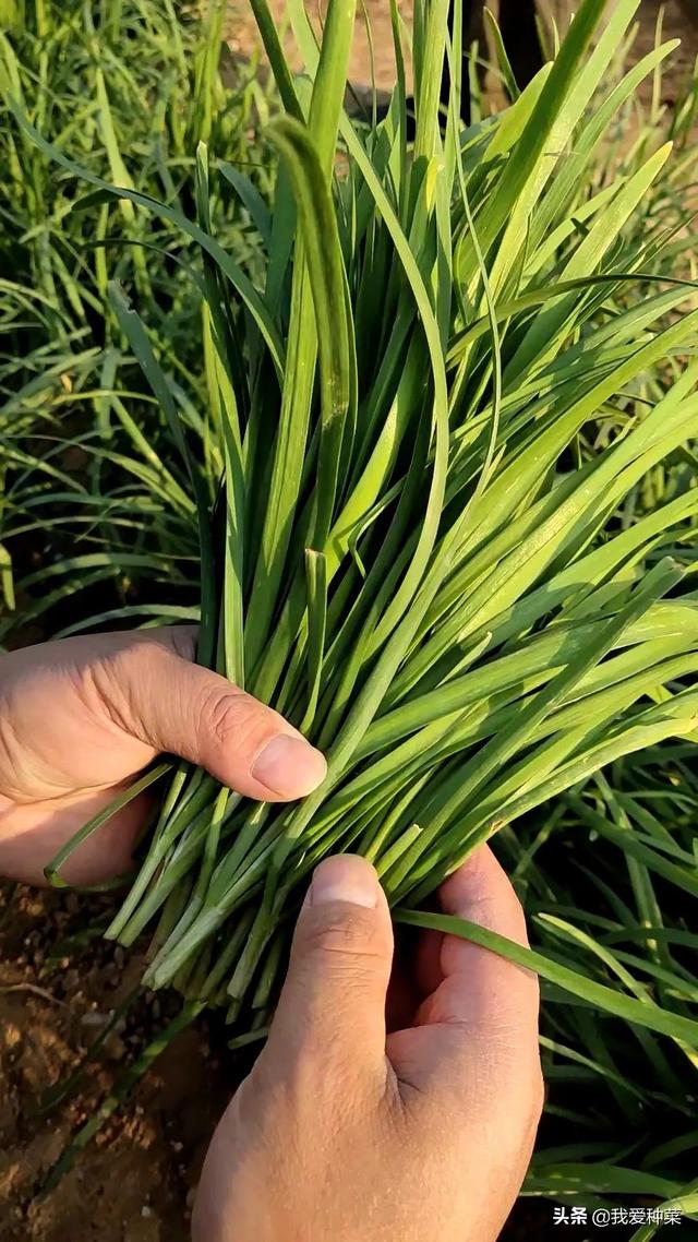 韭菜怎么切（割韭菜注意这三点）