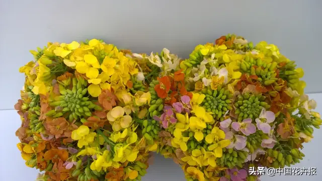 北国杏花初绽，江南已是油菜花漫山，“可甜可盐”的彩色油菜花，爱了！