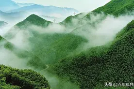 于大竹海的苍翠秀逸中品味安吉白茶的新韵图片