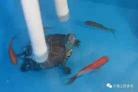 新手应该养什么品种的乌龟？图片