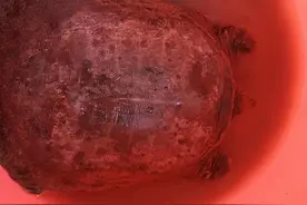 小伙子用竹签和缝纫针就能钓上甲鱼图片