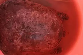 小伙子用竹签和缝纫针就能钓上甲鱼图片