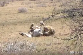 动物怕蛇咬么？狮子被眼镜蛇咬中，全身抽搐、中毒而亡图片