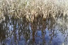 玉米地泡水难排出，衡水枣强李花里村农民秋收难图片