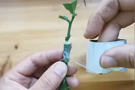 柑橘类果树春季嫁接，接穗比较细时，可以采用这种嫁接方法视频封面
