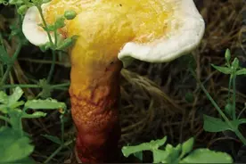 灵芝究竟“灵”在哪里图片
