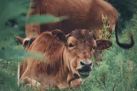 西沙东岛野牛来历不明，专家从牛粪中找到答案，牛和岛都是我国的图片
