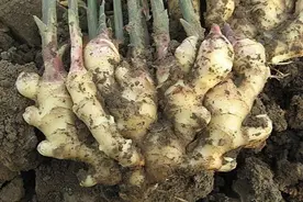 老农说种植生姜掌握好四种方法，定能长势快、姜块膨大、产量高图片