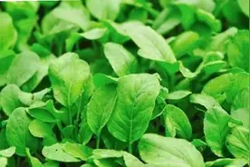 这样种小白菜，施一次底肥能管两茬。方法简单，易学易管理图片