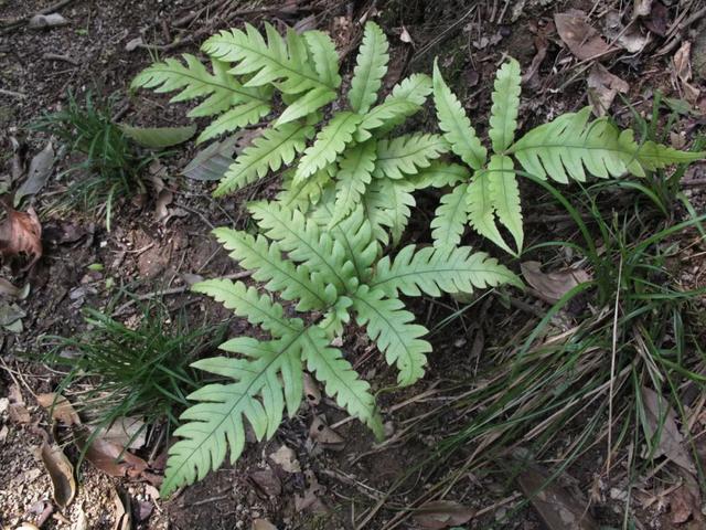 中药抗疫,"蕨"对精彩—一次认识药用蕨类植物20种