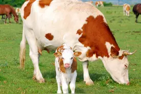 母牛掉球是怎么回事？母牛掉球是什么原因引起的？本文有详细讲解图片