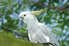 工笔葵花鹦鹉调色绘制步骤图片
