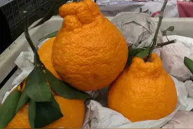 柑橘杂谈：不知火图片
