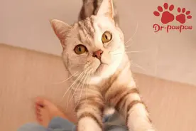 爪爪博士：教你读懂猫咪的五种“语言”，避免尴尬图片