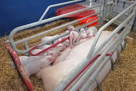 母猪产房管理的大漏洞，你中招了吗？图片