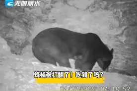 ​丽水惊现黑熊，被拍下来时正在干这个事情图片