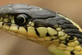 捕蛇者说一一蛇是有灵性的(民间真实故事)图片