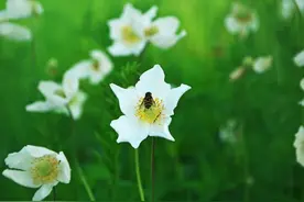「美文」我是你衣角上的一朵花图片