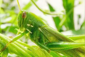 蝗灾时期蝗虫会吃人吗？古人如何治理蝗灾？图片