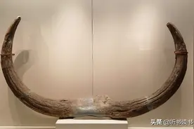 国博国宝天天聊，国博中排第一位的展品是一只牛犄角图片