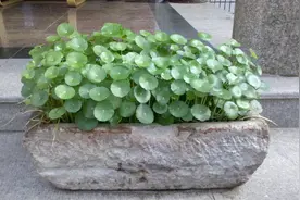 养猪之记忆图片