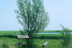 一个神奇的配方，增生、结节、肌瘤、囊肿，皆可治图片