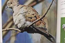 黄河三角洲鸟类——灰斑鸠图片