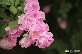 奥森的蔷薇花开了，它有一个温柔的名字叫“rose”图片