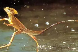 亚马逊雨林被称为人类禁区，为什么不敢去，里面到底有多恐怖？图片