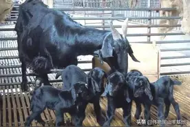 农民喂母羊，产后注意做好这5个方面，弱羔也不损失图片