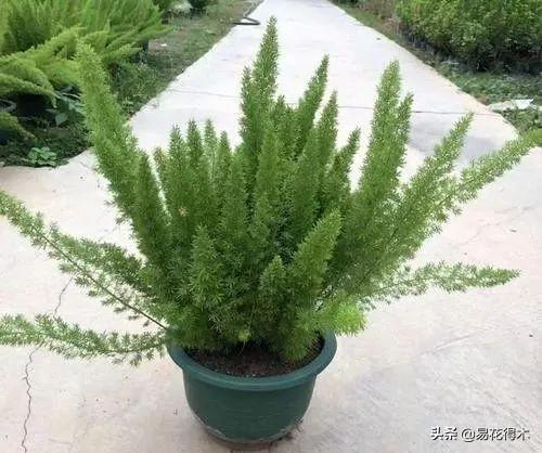 武竹又叫狐尾天门冬，观花观叶观果，和文竹观赏价值不相上下