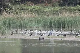 黑天鹅降临深圳红树林！上一次出现是6年前图片