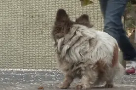 狗狗十年等候，却不知自己早已被遗弃，狗狗：主人，我好想你图片