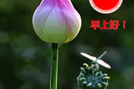 苦才是人生，痛才是经历，累才是工作，变才是命运，早安图片