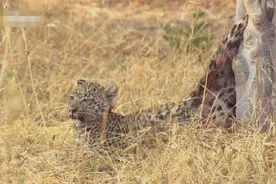 小花豹后半身被撕烂，自知活不了，拖着身体去草丛等死，看哭了图片
