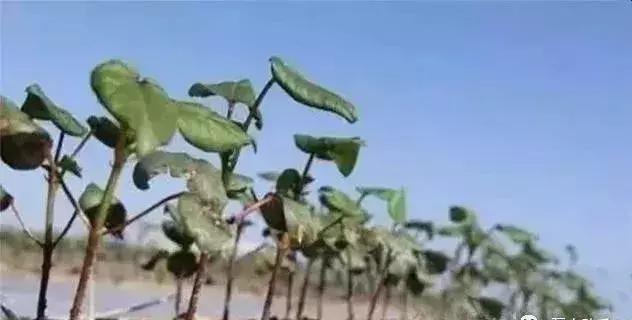 浣庢俯鍐峰瀵规鑺辩敓浜х殑褰卞搷锛屾€庝箞琛ユ晳锛屾€庢牱婊存按锛? onerror=