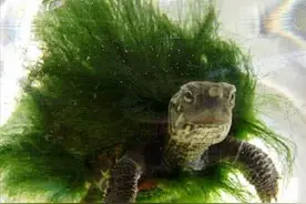 出差将乌龟交由女友照顾，回来后揉了揉眼睛：咋长绿毛了呢？图片