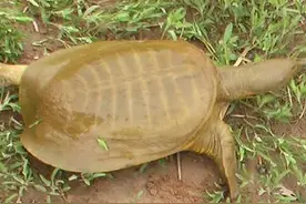 景德镇一男子用养殖的甲鱼行骗，被抓时，身上还挂了十几只图片