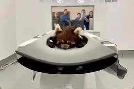 在动物园打架输到住院的小熊猫图片