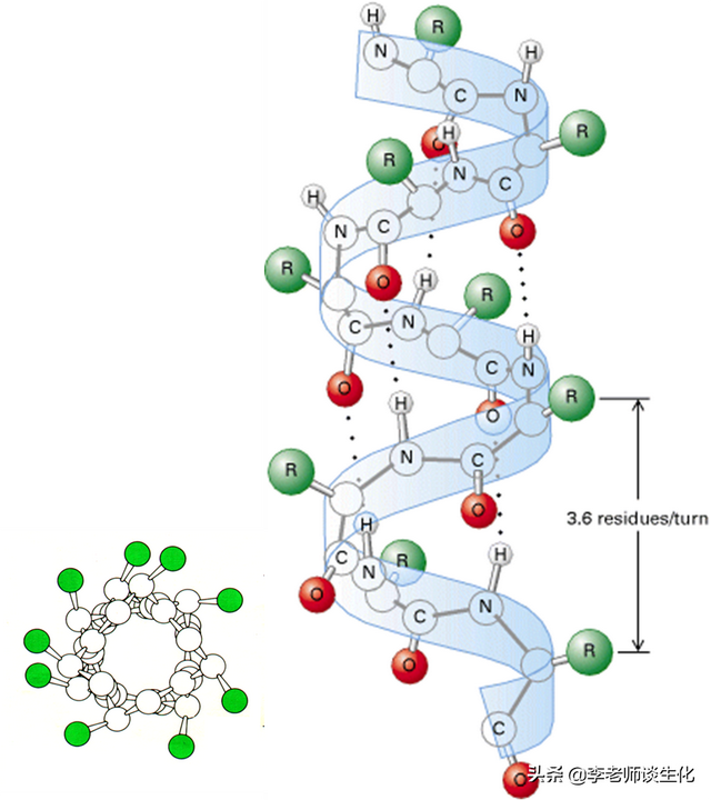 角蛋白与α-螺旋